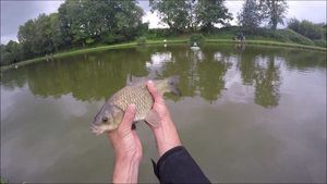 Crucian Carp