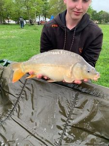 Mirror Carp