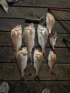 Red Snapper