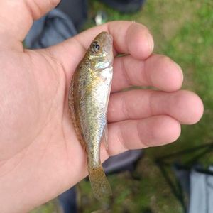 Ruffe