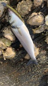 European Bass (Seabass)
