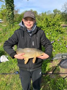 Common Carp