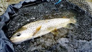 Brown Trout