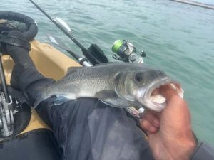 European Bass (Seabass)