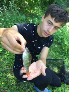 European Perch