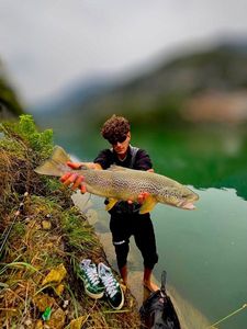 Brown Trout