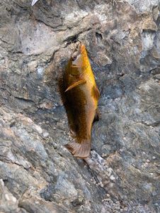 Ballan Wrasse
