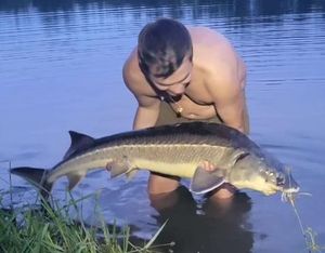 Sturgeon