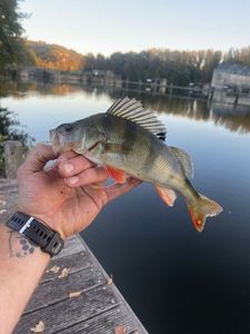 European Perch