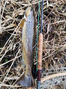 Brown Trout