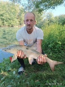 Barbel
