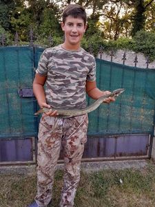 European Eel (Common Eel)