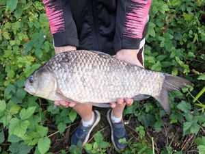 Crucian Carp