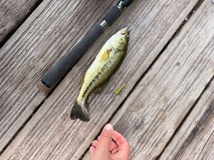 Largemouth Bass