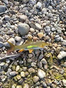 Barbel