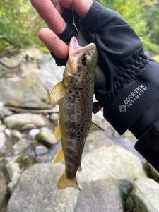 Brown Trout