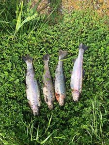 Rainbow Trout