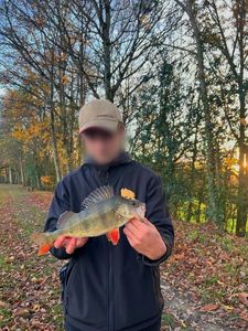 European Perch