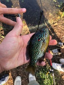 Green Sunfish