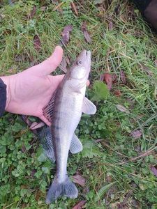 Zander