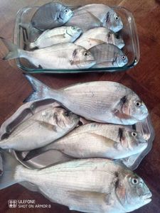 Gilthead Seabream