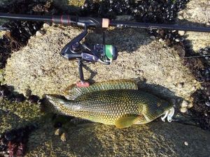 Ballan Wrasse