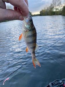 European Perch