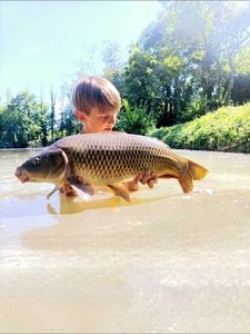 Common Carp