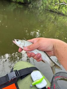 Common Dace