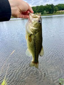 Largemouth Bass