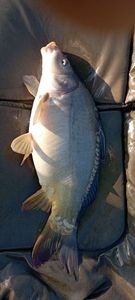 Mirror Carp