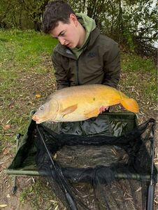 Common Carp