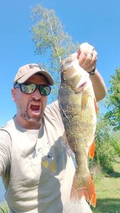 European Perch