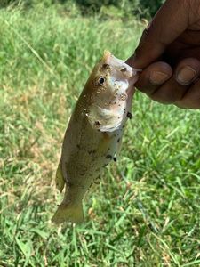 Largemouth Bass