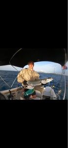 Great Barracuda