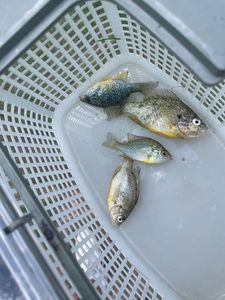 Green Sunfish