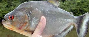 South American Silver Croaker