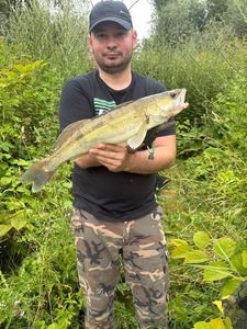 Zander