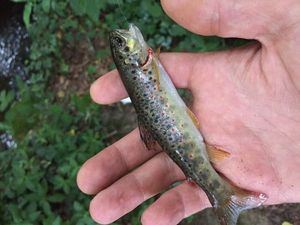 Brown Trout