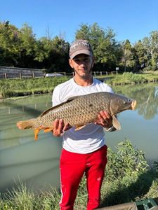 Common Carp