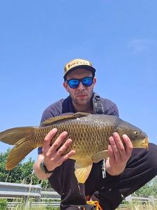 Common Carp
