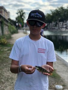 European Perch