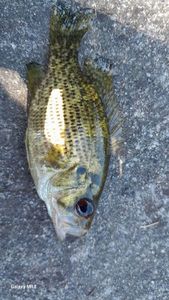 Smallmouth Bass