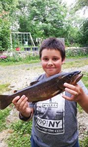Brown Trout