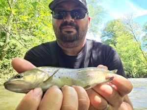 Brown Trout