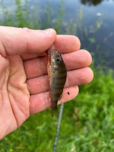 European Perch