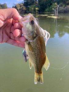 Largemouth Bass