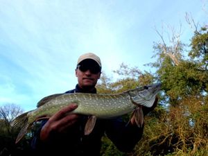 Northern Pike