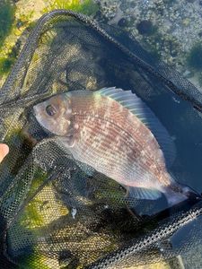 Black Seabream