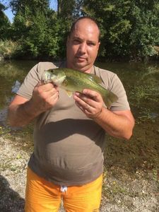Largemouth Bass